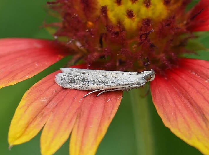 Knot Horn Moth (1)