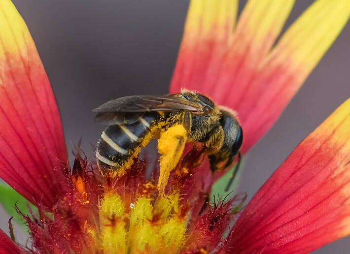 Poey's Furrow Bee (5)