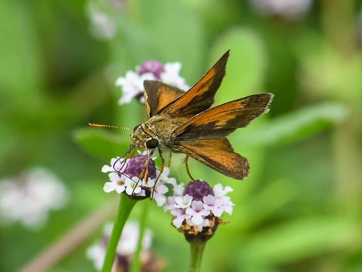 Baracoa Skipper (2)