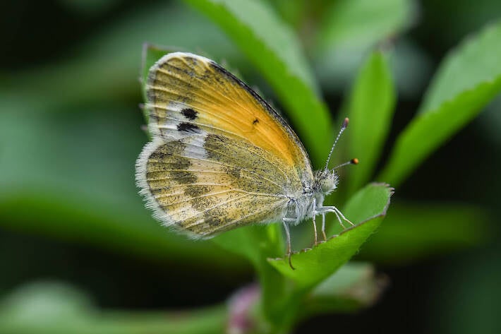 Dainty Sulphur (5)
