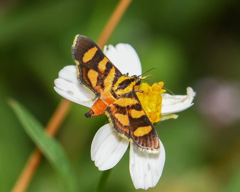 Orange-Spotted Flower Moth (1)