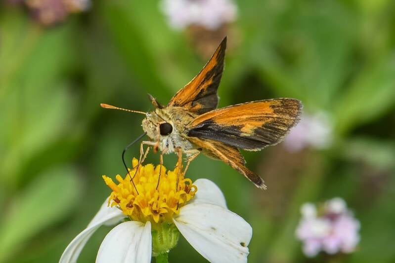 Baracoa Skipper (3)