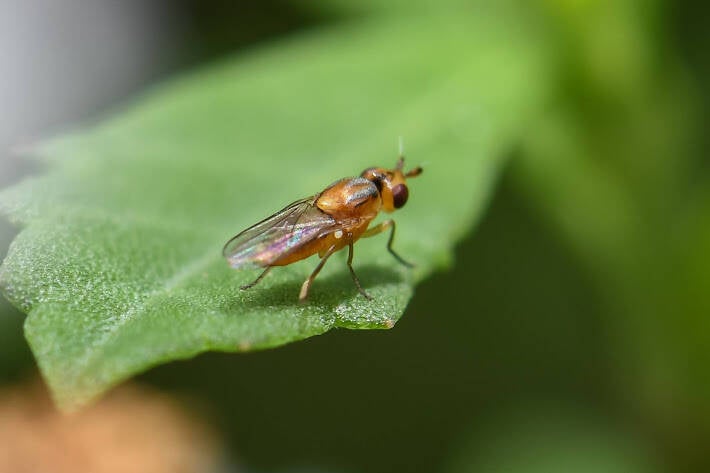 Grass Fly (2)