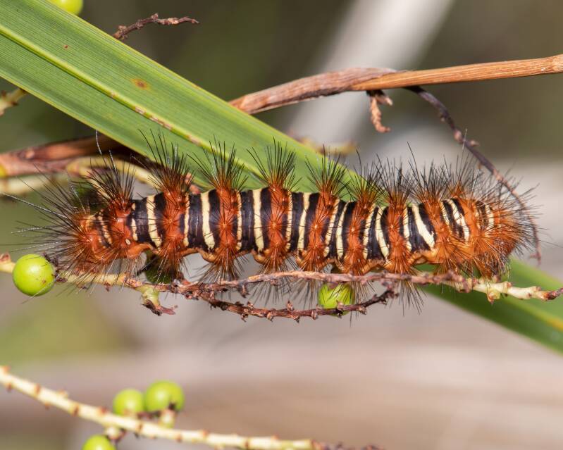 Echo Moth (1)
