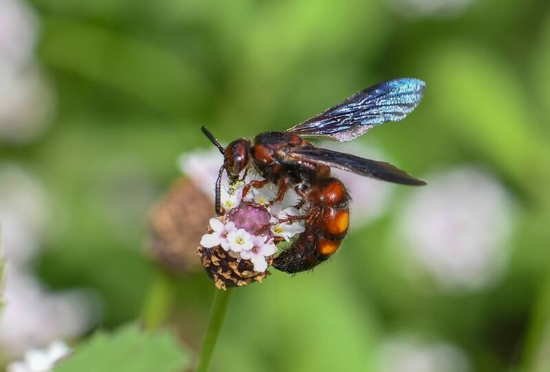 Noble Scoliid Wasp (2)