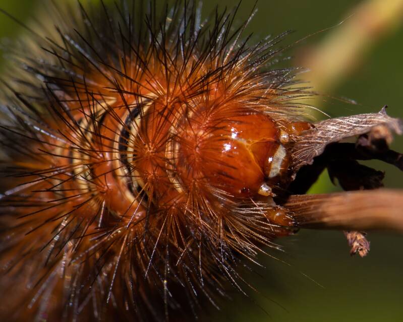 Echo Moth (2)