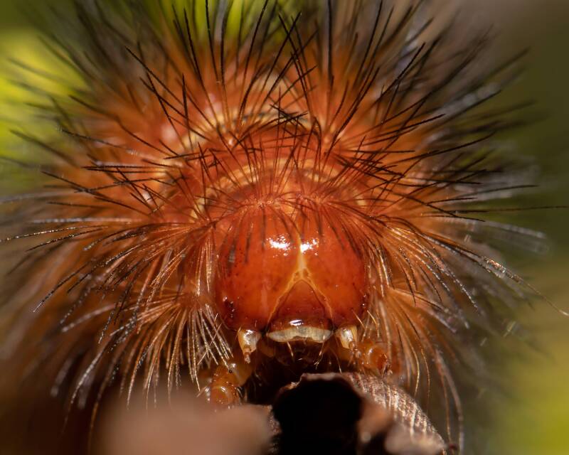 Echo Moth (3)