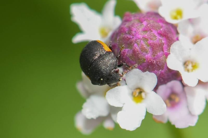 Ebony Bug (1)