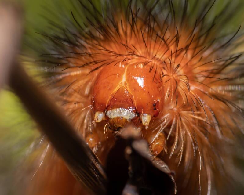Echo Moth (4)