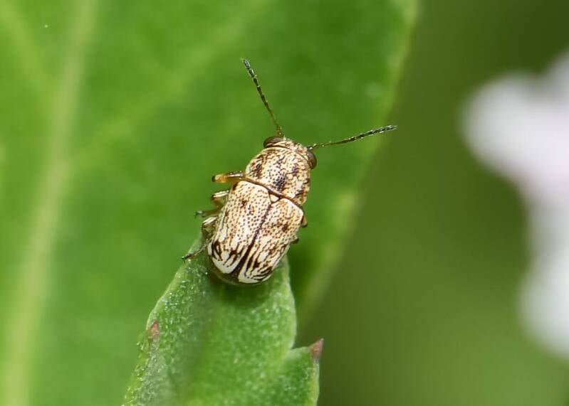 Pachybrachis clarki Case Bearing Leaf Beetle (1)