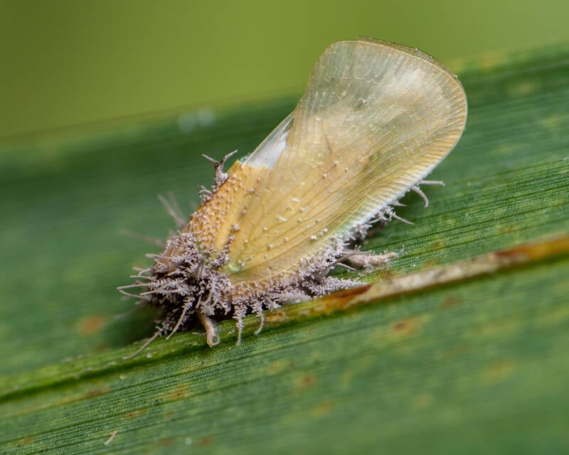 Hirsutella Entopathogenic Fugi on a Palm Flatid Planthopper