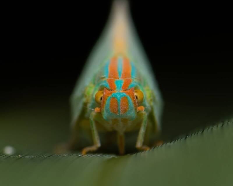 Palm Flatid Hopper (1)