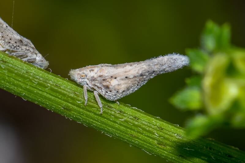 Cyarda Slender Flatid Planthopper (1)