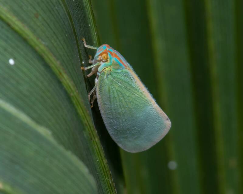 Palm Flatid Hopper (2)