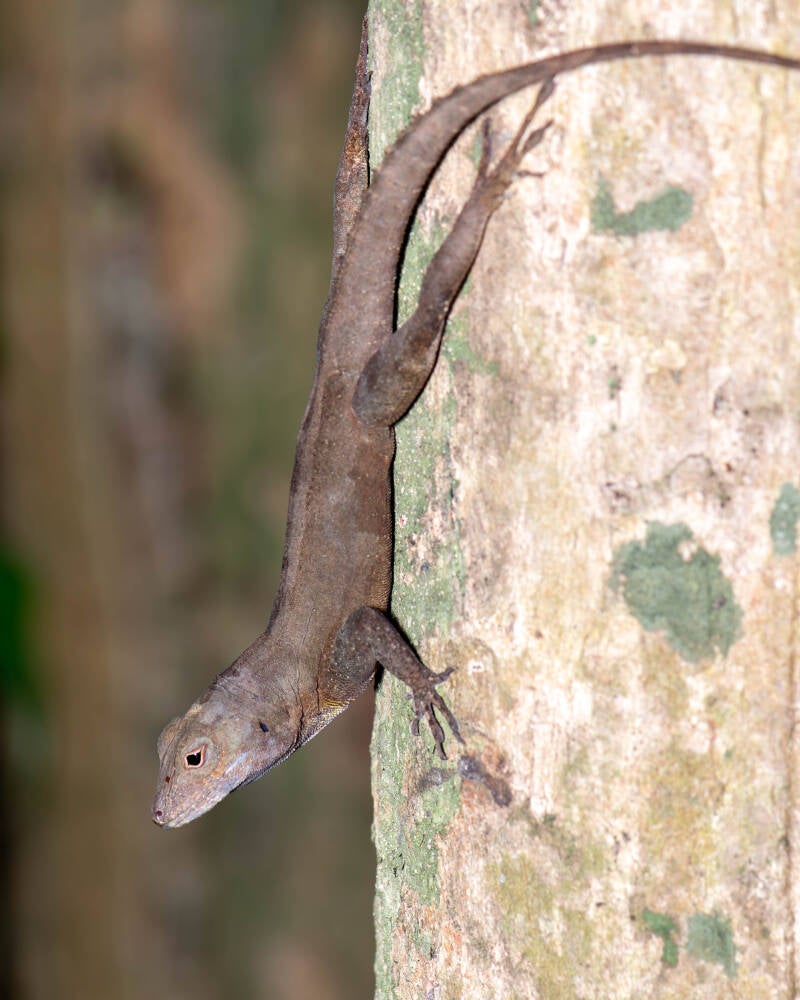 Crested Anole (1)