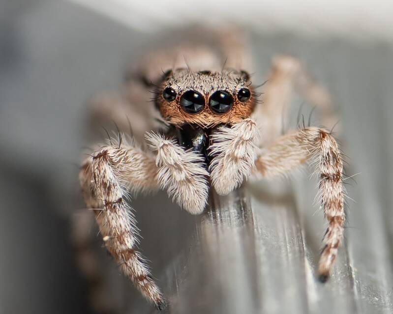 Gray Wall Jumper (3)