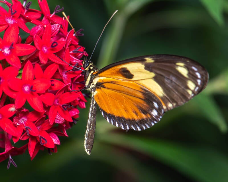 Tiger Longwing (1)