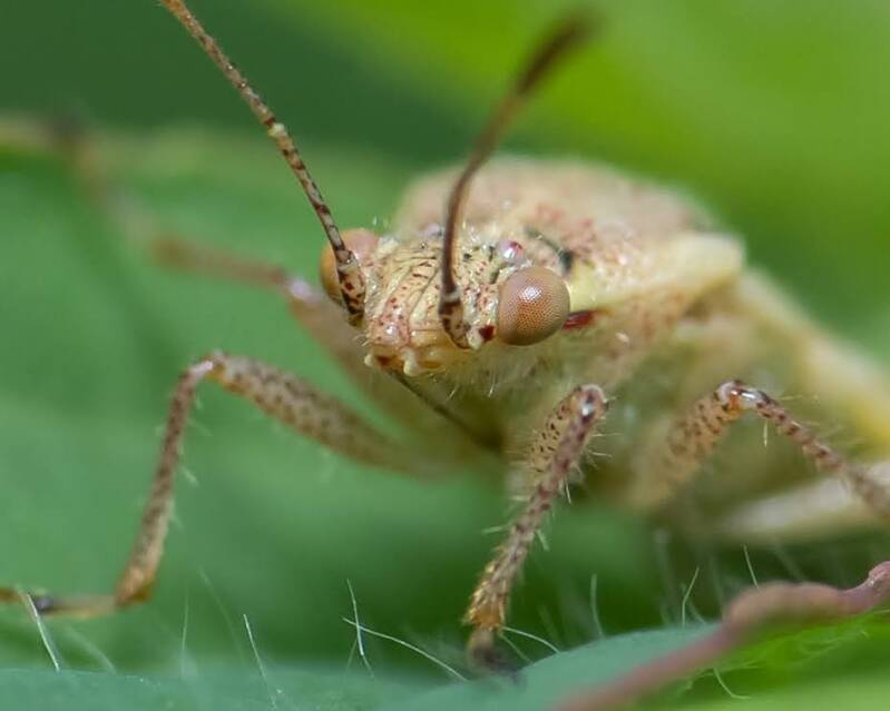 Hyaline Plant Bug (1)