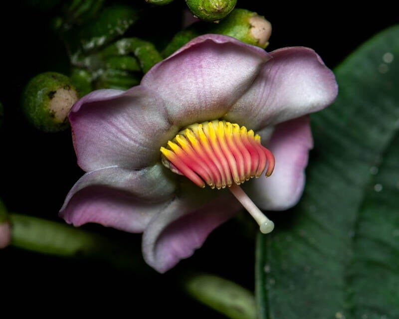 Cannonball Tree (1)