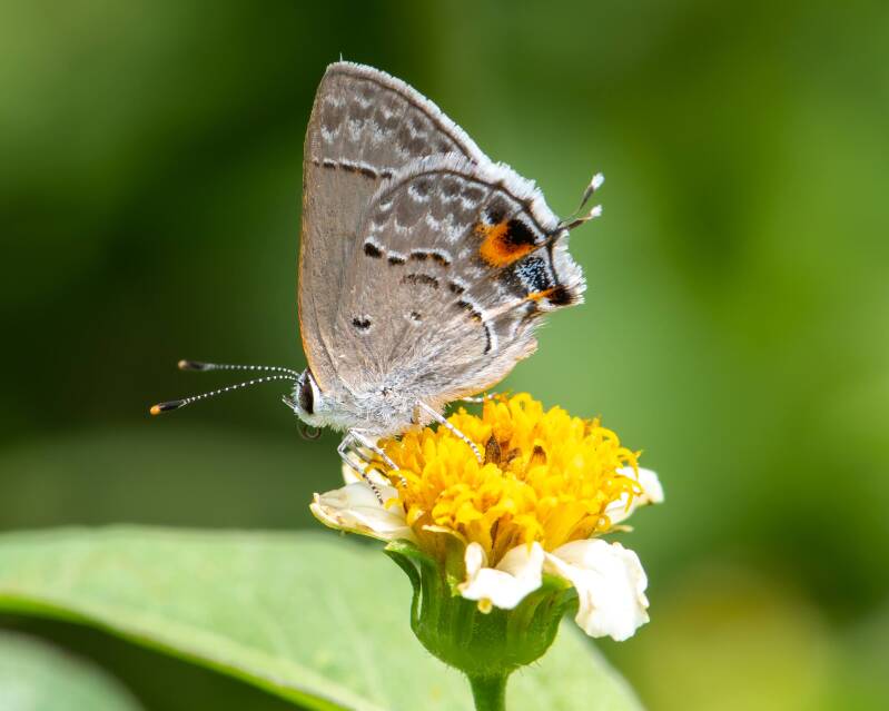 Mallow Scrub-Hairstreak (1)