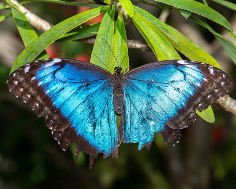 Blue Morpho (1)