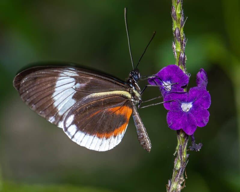 Cydno Longwing (1)