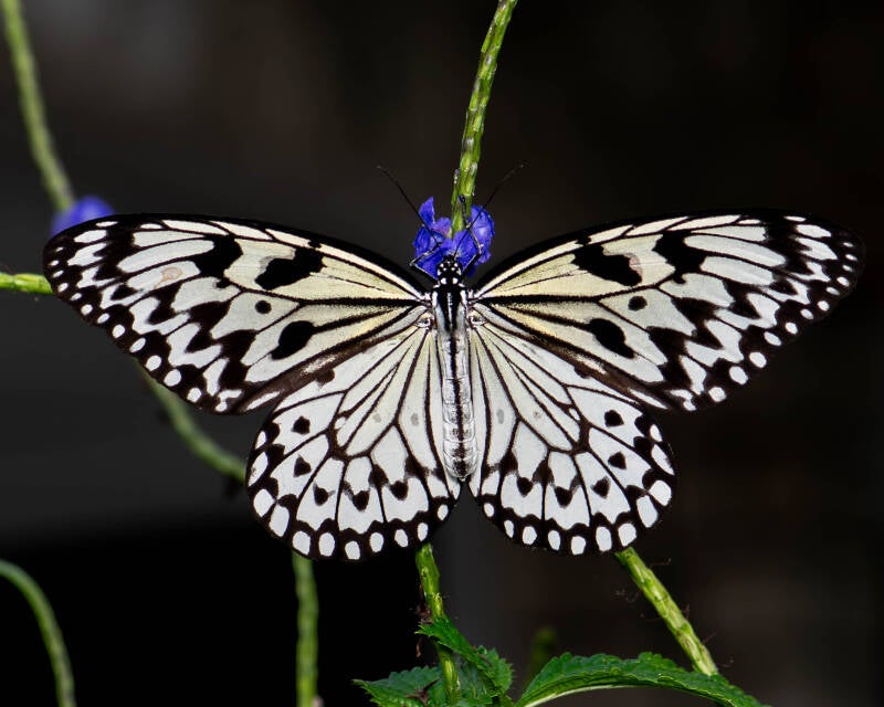 Large Tree Nymph (2)