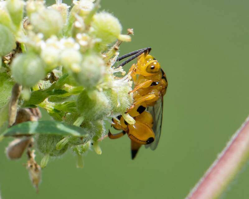 Conura Chalcidid Wasp (1)