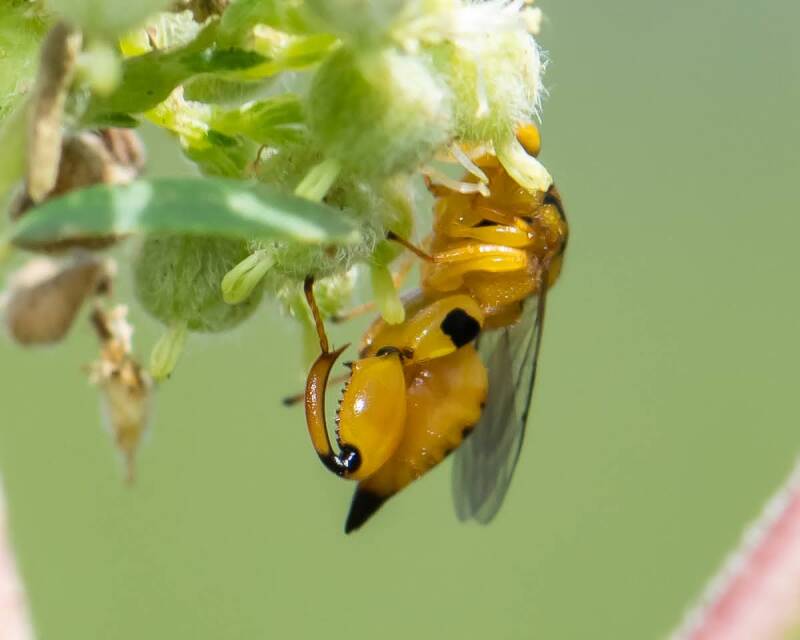 Conura Chalcidid Wasp (1)