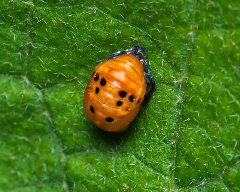Spotless Lady Beetle (6)