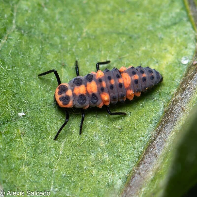 Spotless Lady Beetle (2)