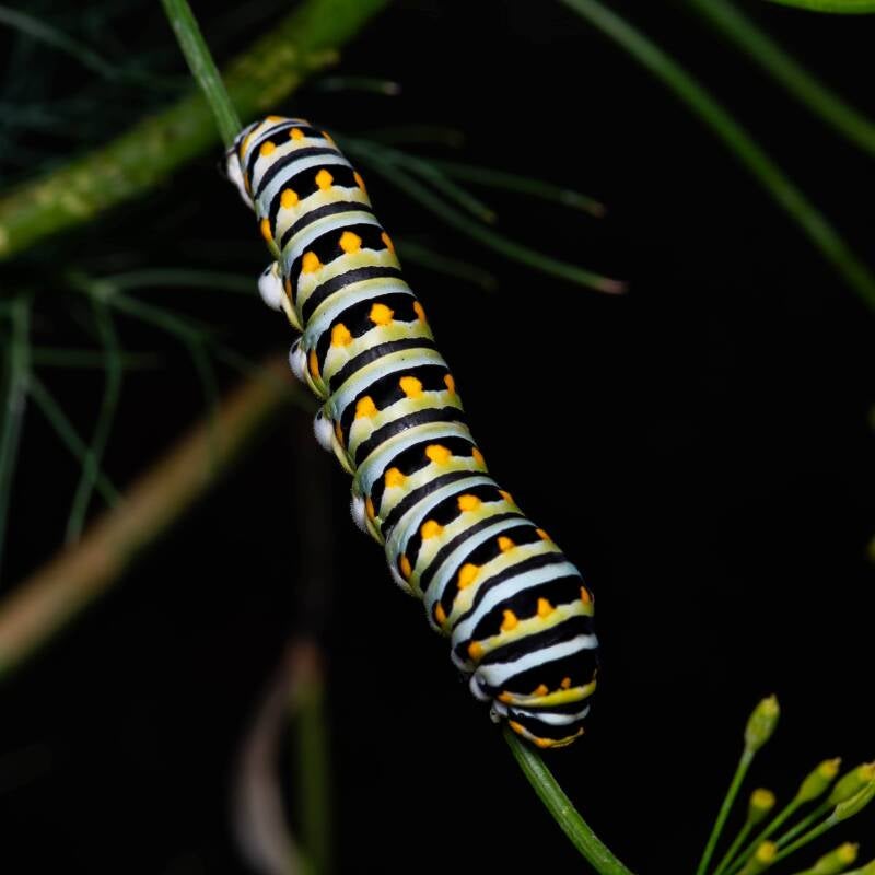 Eastern Black Swallowtail