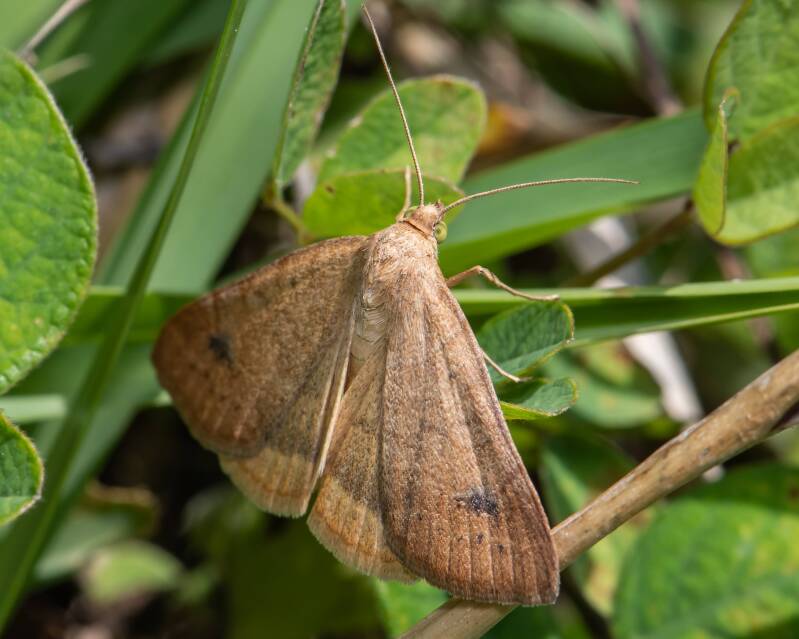 Geometer Moth (3)
