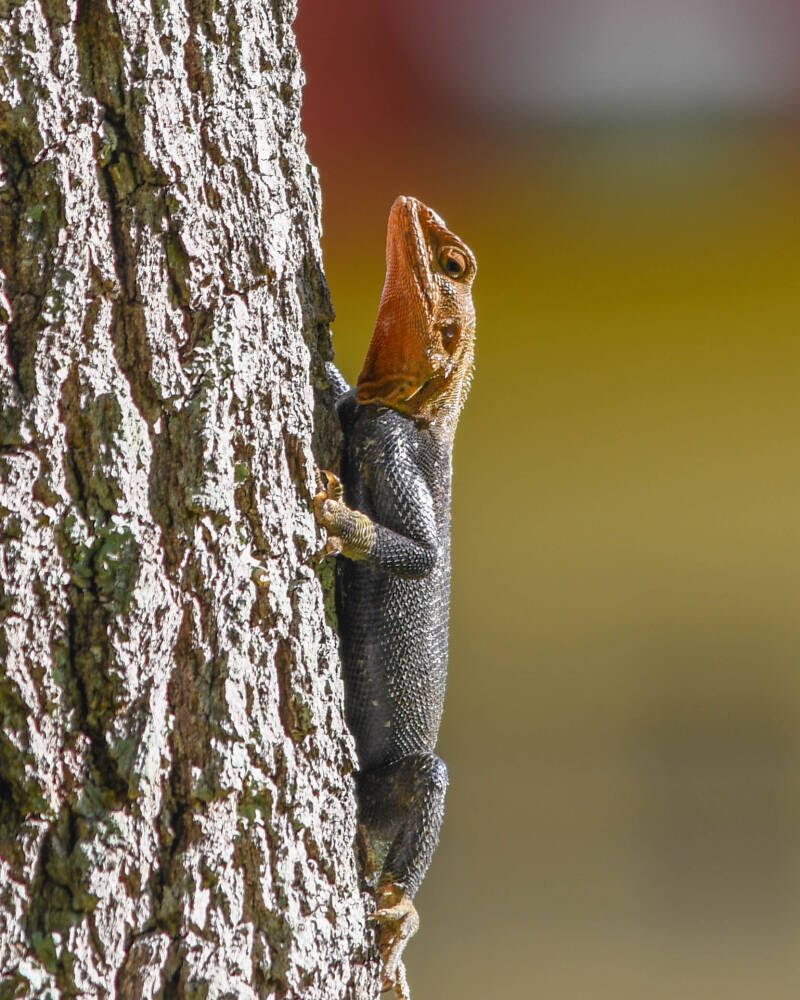 Peter's Rock Agama (1)