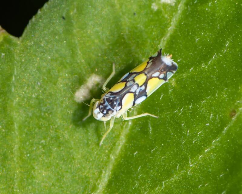 Brazilian Leafhopper (1)