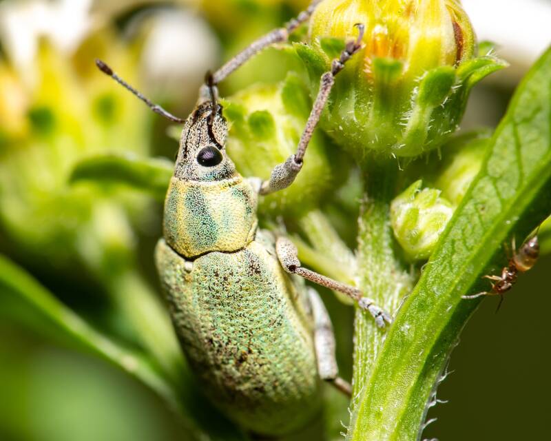 Blue-Green Citrus Root Weevil (2)