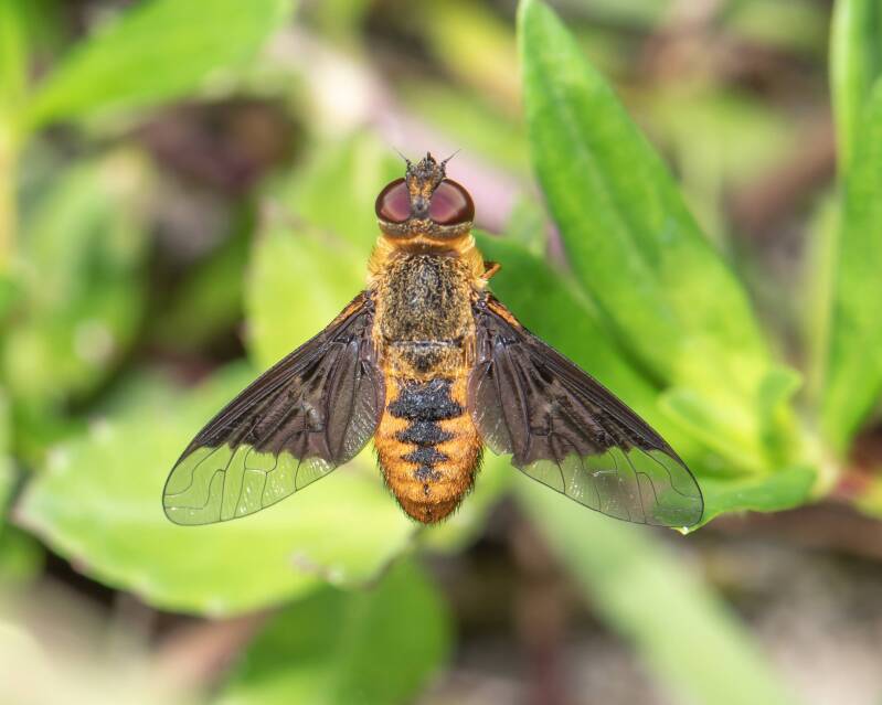 Banded Bee Fly (1)