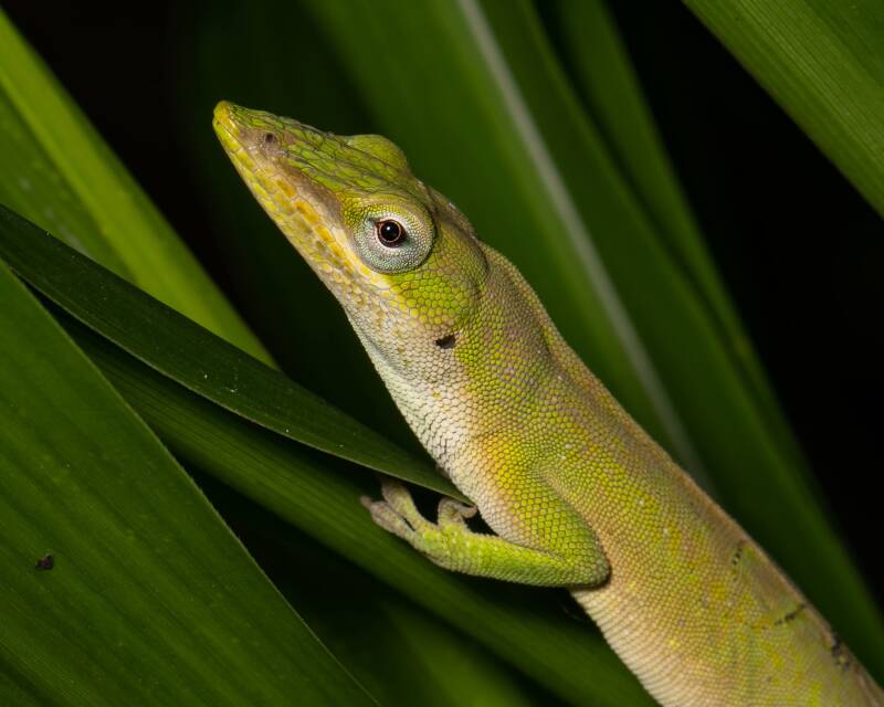 Green Anole (4)