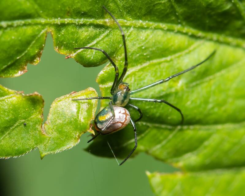 Leucage Orchard Spider (1)