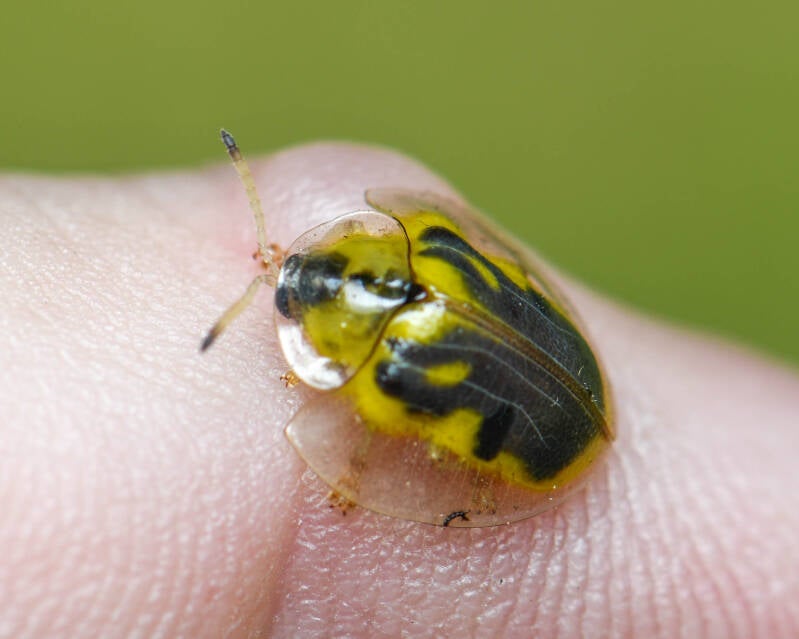 Iridescent Tortoise Beetle (1)