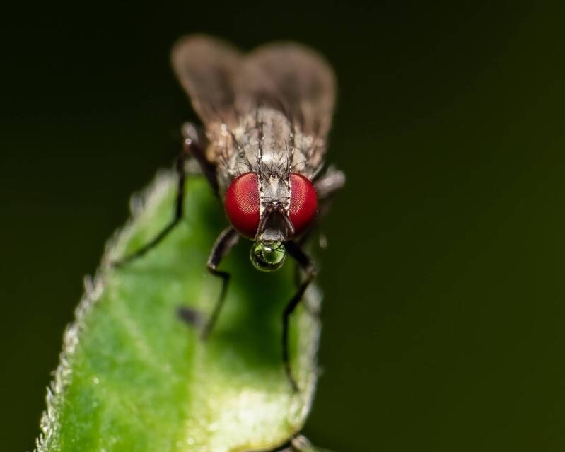 Root Maggot Fly (1)