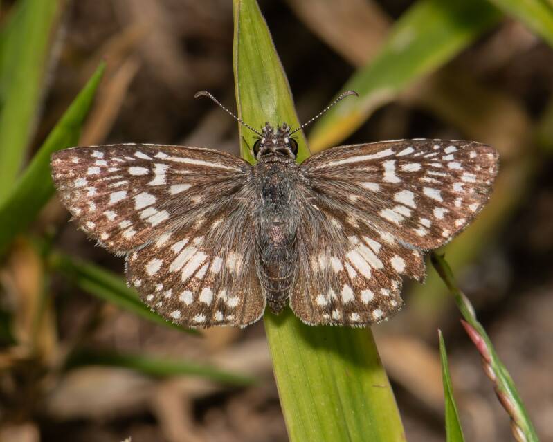 Tropical Checkered Skipper (3)