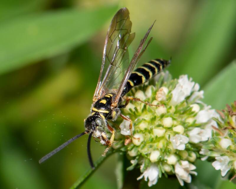 New World Banded Thynnid Wasp (1)