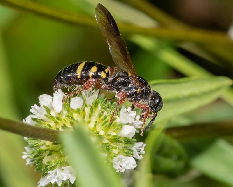 New World Banded Thynnid Wasp (2)