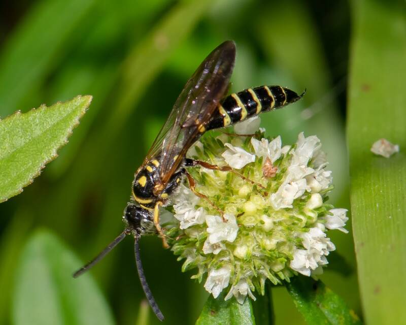 New World Banded Thynnid Wasp (3)