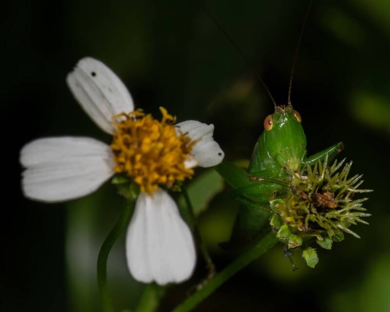 Common Meadow Katydid (1)
