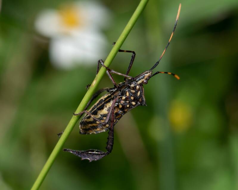 Citron Bug (1)