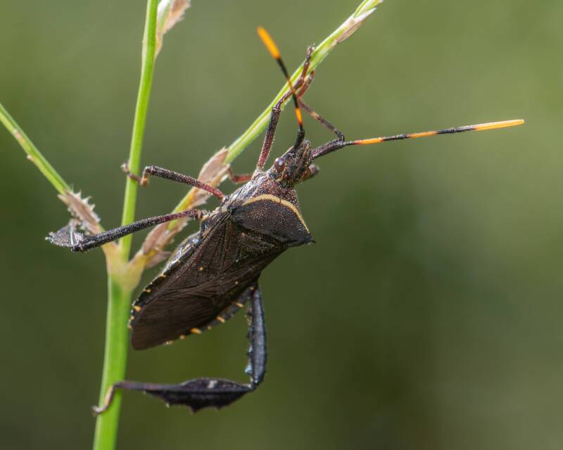 Citron Bug (2)