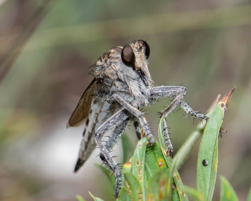 Triorla Robber Fly (8)