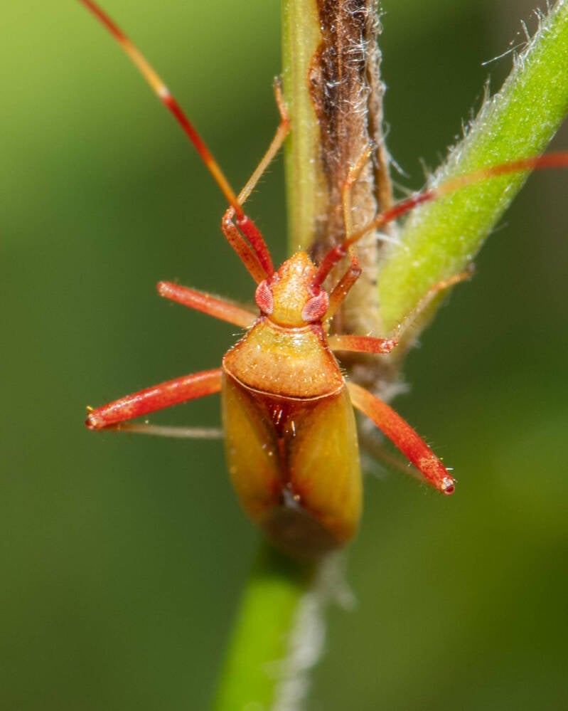 Creontiades rubrinervis Plant Bug (1)